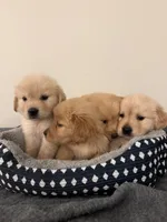 Pluto, a male Golden Retriever for sale in Phoenix, AZ – 5 of 6