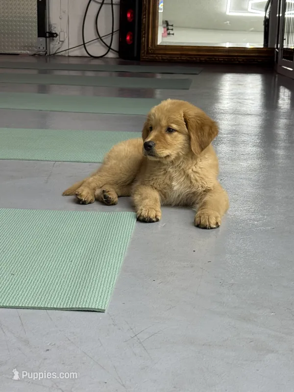 Rosie – Golden Retriever puppy for sale in Phoenix, AZ