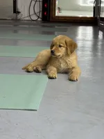 Rosie, a female Golden Retriever for sale in Phoenix, AZ – 1 of 2