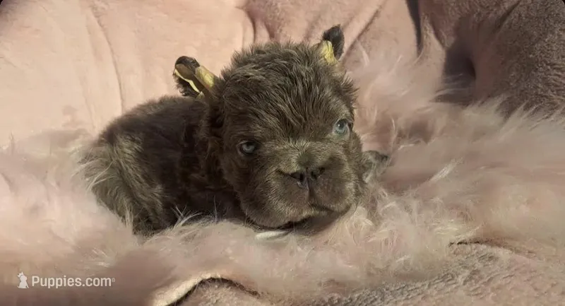 Blue, a male French Bulldog for sale in Phoenix, AZ – Photo 1 of 3