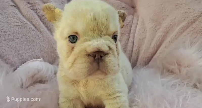 Isabella, a female French Bulldog for sale in Phoenix, AZ – Photo 1 of 1