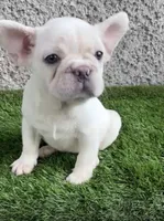 Platinum, a female French Bulldog for sale in Phoenix, AZ – 2 of 4