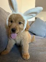 Milo, a male Golden Retriever for sale in Phoenix, AZ – Photo 2 of 3