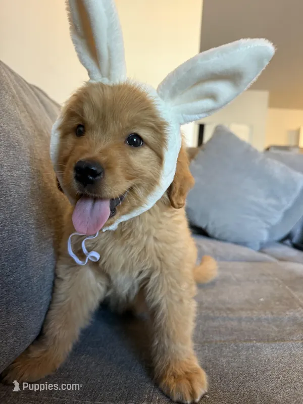 Milo, a male Golden Retriever for sale in Phoenix, AZ – Photo 1 of 3