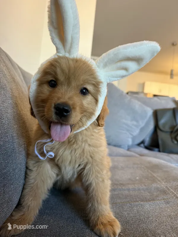 Milo – Golden Retriever puppy for sale in Phoenix, AZ