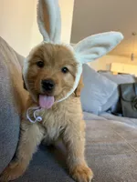 Milo, a male Golden Retriever for sale in Phoenix, AZ – Photo 3 of 3