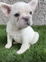 Platinum, a female French Bulldog for sale in Phoenix, AZ – 3 of 4