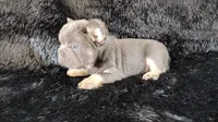 Blue, a male French Bulldog for sale in Phoenix, AZ – 3 of 3
