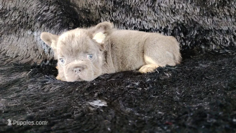 Blue – French Bulldog puppy for sale in Phoenix, AZ