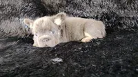 Blue, a male French Bulldog for sale in Phoenix, AZ – 1 of 3
