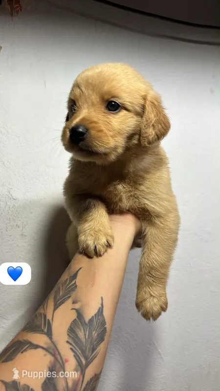 Mercury – Golden Retriever puppy for sale in Phoenix, AZ