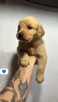 Mercury, a male Golden Retriever for sale in Phoenix, AZ – 1 of 3