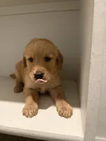 Neptune, a male Golden Retriever for sale in Phoenix, AZ – 2 of 4