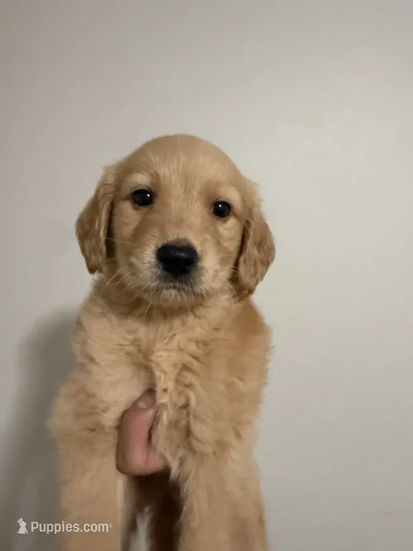 Luna – Golden Retriever puppy for sale in Phoenix, AZ