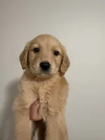 Luna, a female Golden Retriever for sale in Phoenix, AZ – 1 of 4