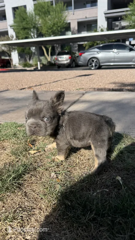 Blue – French Bulldog puppy for sale in Phoenix, AZ