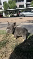 Blue, a male French Bulldog for sale in Phoenix, AZ – 1 of 3