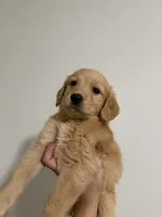 Luna, a female Golden Retriever for sale in Phoenix, AZ – 3 of 4