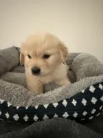 Jupiter, a male Golden Retriever for sale in Phoenix, AZ – 2 of 6