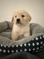 Jupiter, a male Golden Retriever for sale in Phoenix, AZ – 4 of 6