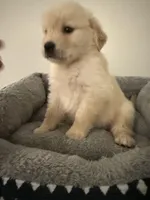 Jupiter, a male Golden Retriever for sale in Phoenix, AZ – 1 of 6