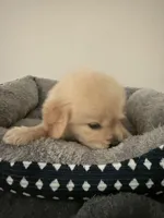 Jupiter, a male Golden Retriever for sale in Phoenix, AZ – 3 of 6