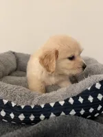 Jupiter, a male Golden Retriever for sale in Phoenix, AZ – 5 of 6