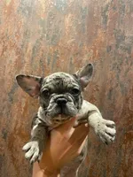 Lily, a female French Bulldog for sale in Phoenix, AZ – Photo 1 of 2