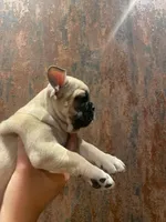 Lola, a female French Bulldog for sale in Phoenix, AZ – Photo 1 of 2