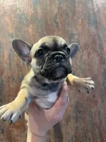 Luna, a female French Bulldog for sale in Phoenix, AZ – Photo 1 of 3