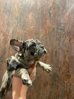 Lily, a female French Bulldog for sale in Phoenix, AZ – Photo 2 of 2