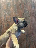 Luna, a female French Bulldog for sale in Phoenix, AZ – Photo 3 of 3