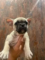 Lola, a female French Bulldog for sale in Phoenix, AZ – Photo 2 of 2