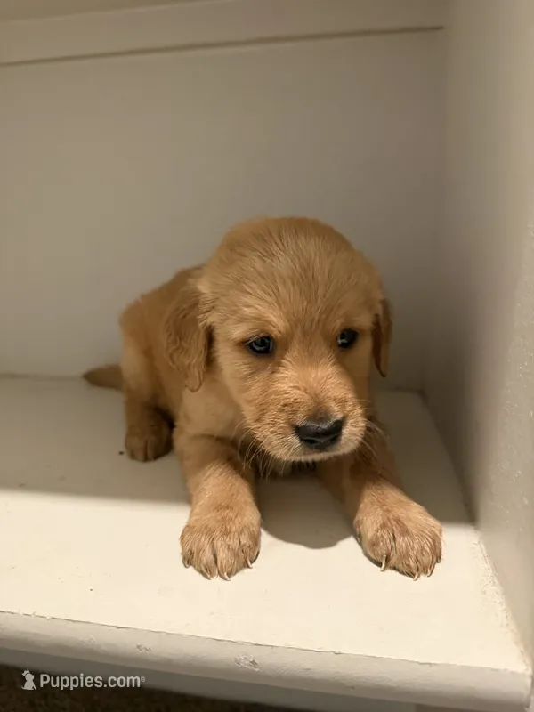 Neptune – Golden Retriever puppy for sale in Phoenix, AZ