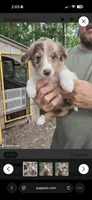 Lucky, a male Australian Shepherd and Miniature Australian Shepherd for sale in Kansas City, MO – 4 of 4