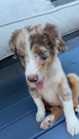 Lucky, a male Australian Shepherd and Miniature Australian Shepherd for sale in Kansas City, MO – 3 of 4