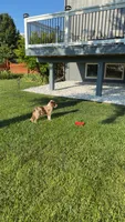 Lucky, a male Australian Shepherd and Miniature Australian Shepherd for sale in Kansas City, MO – 2 of 4