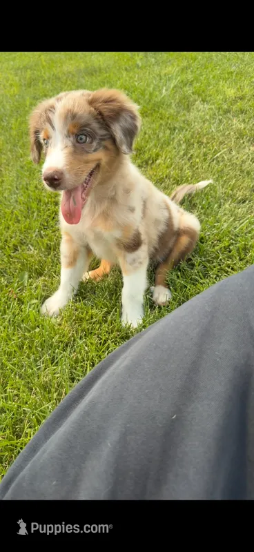 Lucky – Australian Shepherd, Miniature Australian Shepherd puppy for sale in Kansas City, MO