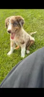 Lucky, a male Australian Shepherd and Miniature Australian Shepherd for sale in Kansas City, MO – 1 of 4