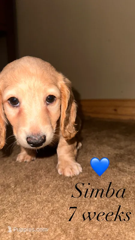 Simba – Miniature Dachshund puppy for sale in Muncie, IN