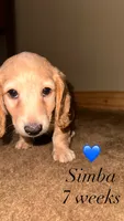 Simba, a male Miniature Dachshund for sale in Muncie, IN – 1 of 3