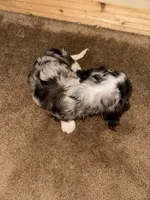 Dennis, a male Miniature Dachshund for sale in Muncie, IN – 3 of 3