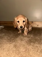 Nola, a female Miniature Dachshund for sale in Muncie, IN – 3 of 3