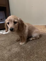 Simba, a male Miniature Dachshund for sale in Muncie, IN – 2 of 3
