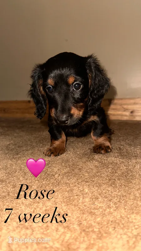 Rose – Miniature Dachshund puppy for sale in Muncie, IN