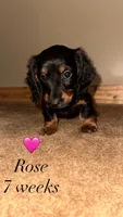 Rose, a male Miniature Dachshund for sale in Muncie, IN – 1 of 3