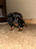 Rose, a male Miniature Dachshund for sale in Muncie, IN – 3 of 3