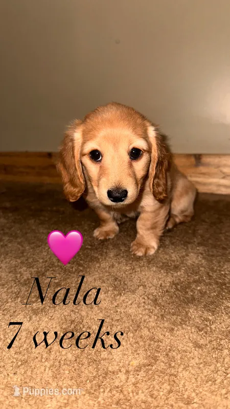 Nola – Miniature Dachshund puppy for sale in Muncie, IN