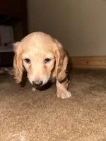 Simba, a male Miniature Dachshund for sale in Muncie, IN – 3 of 3