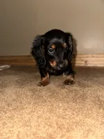 Rose, a male Miniature Dachshund for sale in Muncie, IN – 2 of 3